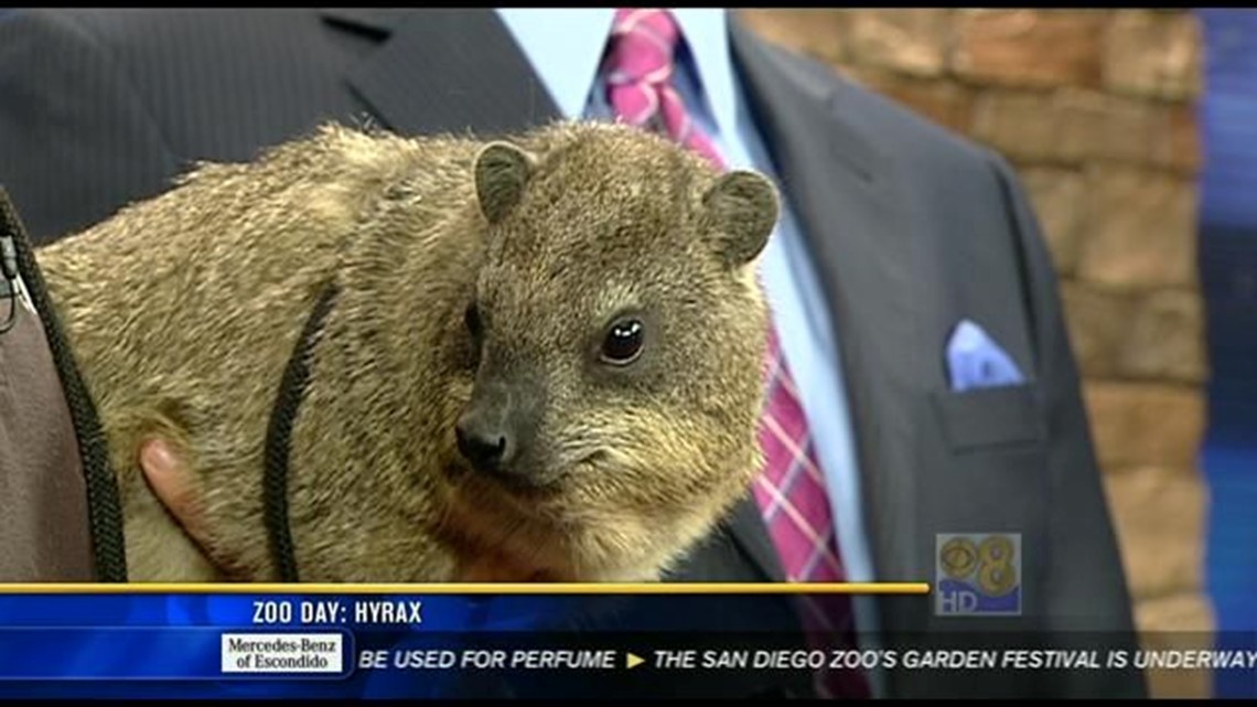 Zoo Day: Hyrax | cbs8.com