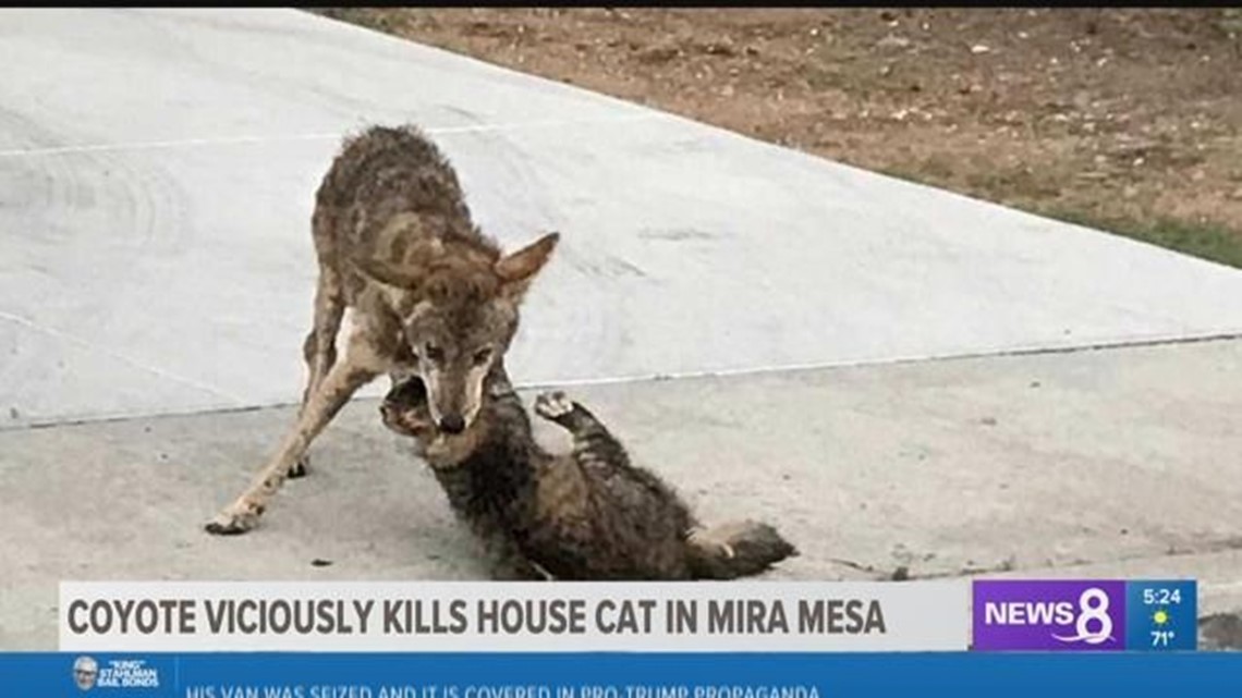 Coyote viciously kills a house cat in Mira Mesa