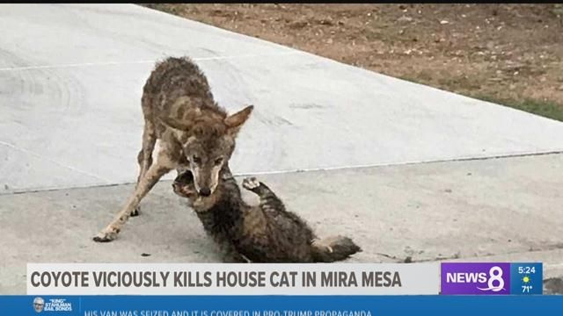 Coyote Viciously Kills A House Cat In Mira Mesa Cbs8