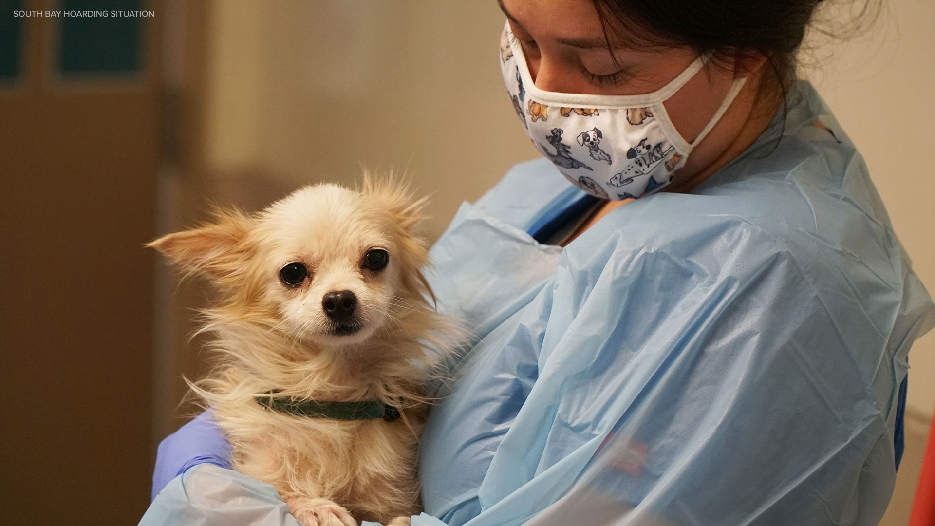 21 dogs rescued from hoarding situation in South Bay | cbs8.com