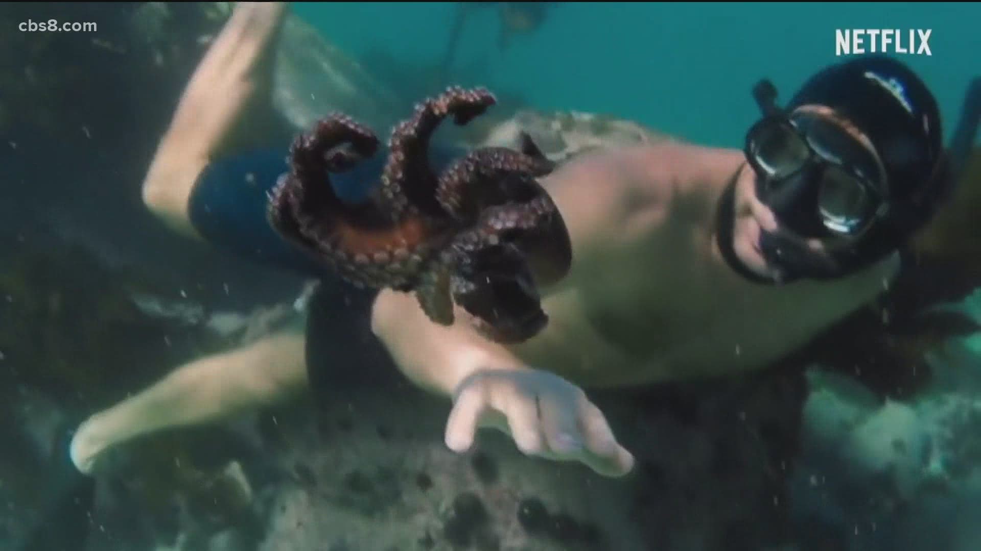 The octopus is known as one of the smartest animals in the sea, & after watching My Octopus Teacher, News 8 decided to find what how local cephalopods can teach us.