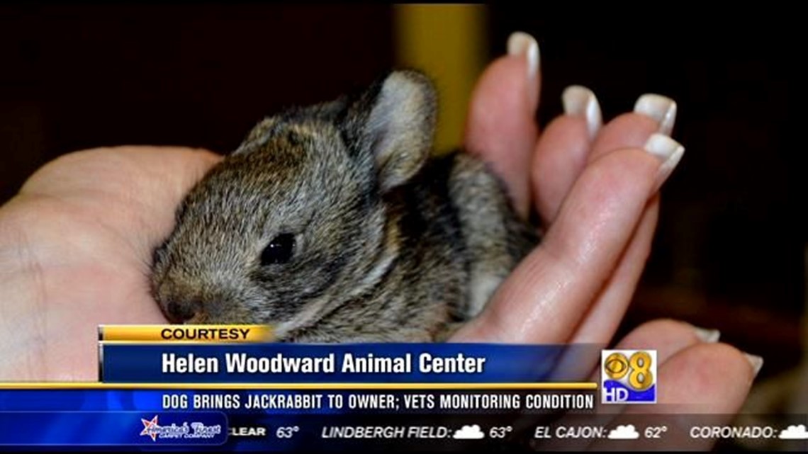 Dog brings baby jackrabbit to owner; vets monitoring condition
