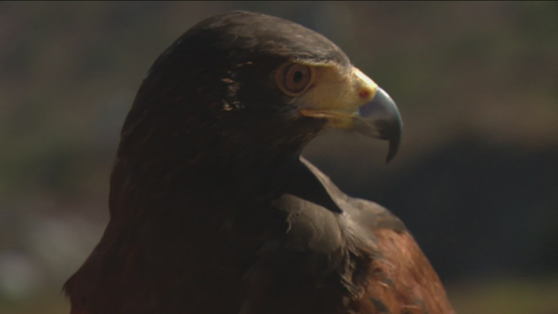 The name change will be coming to many North American birds with human names like Anna’s Hummingbird and Harris’s Hawk.