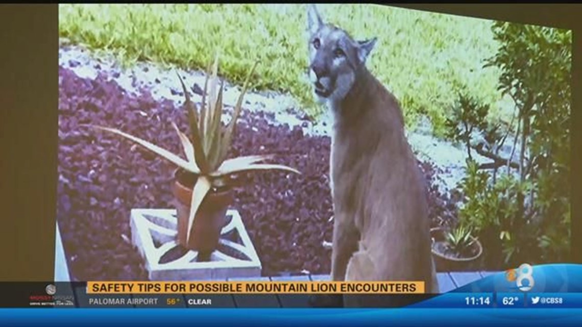 Safety tips for possible mountain lion encounters