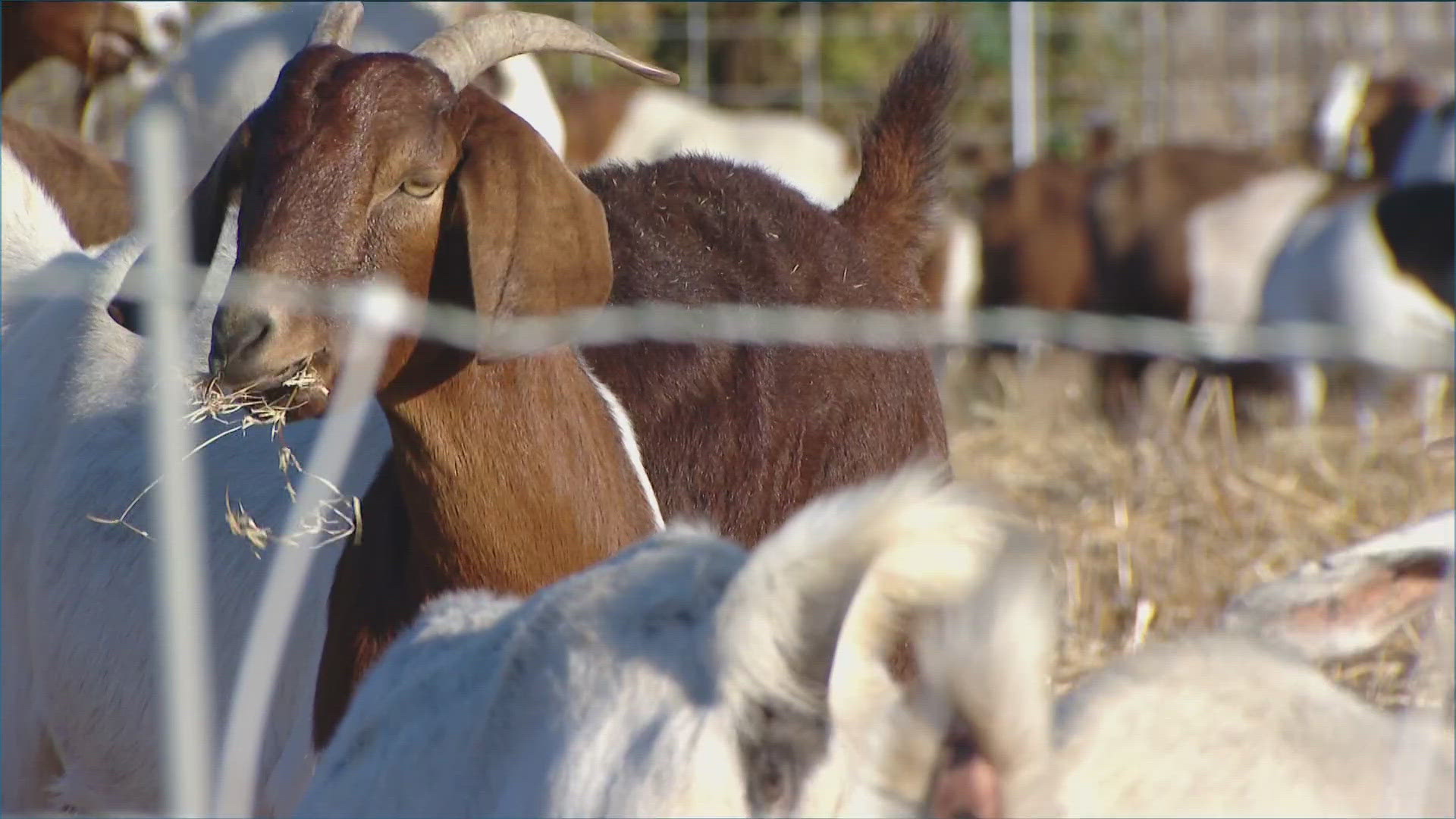 SDG&E and Environmental Land Management warn community to not feed goats behind low-voltage electric fence.