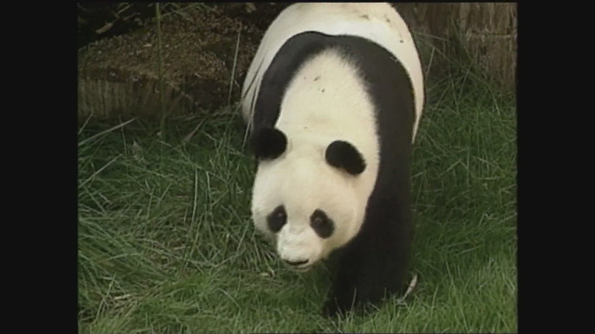 CBS 8 is celebrating 75 years of broadcasting in San Diego County in 2024. Here's a look at past coverage of the pandas in San Diego over the years.