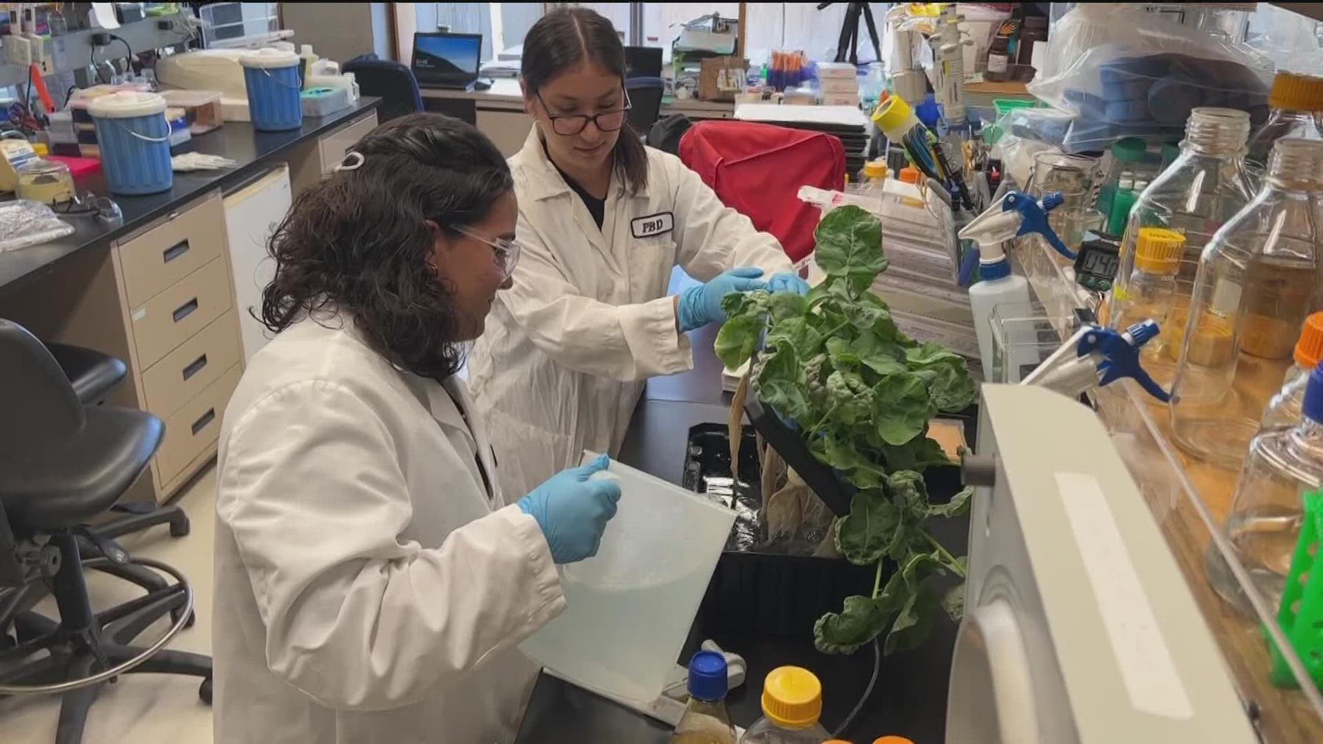 The Salk Institute’s High School Summer Scholar Program explores science careers with paid internships for students.