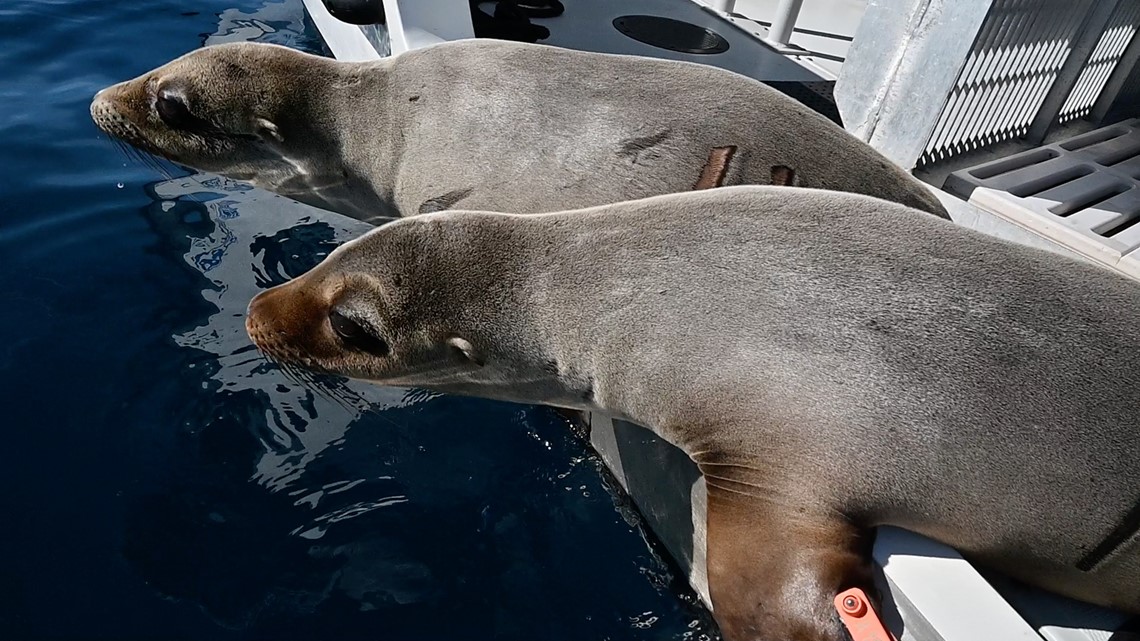 SeaWorld returns 4 sea lions to ocean after weeks of rehabilitation