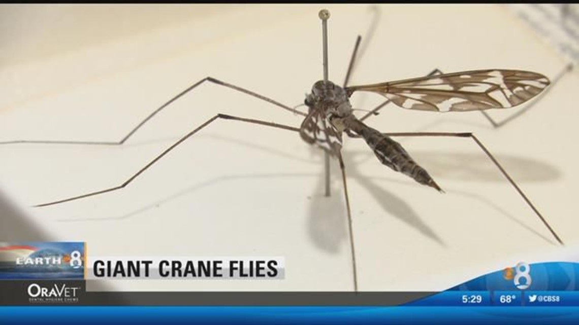 Scarylooking bugs invading San Diego are harmless