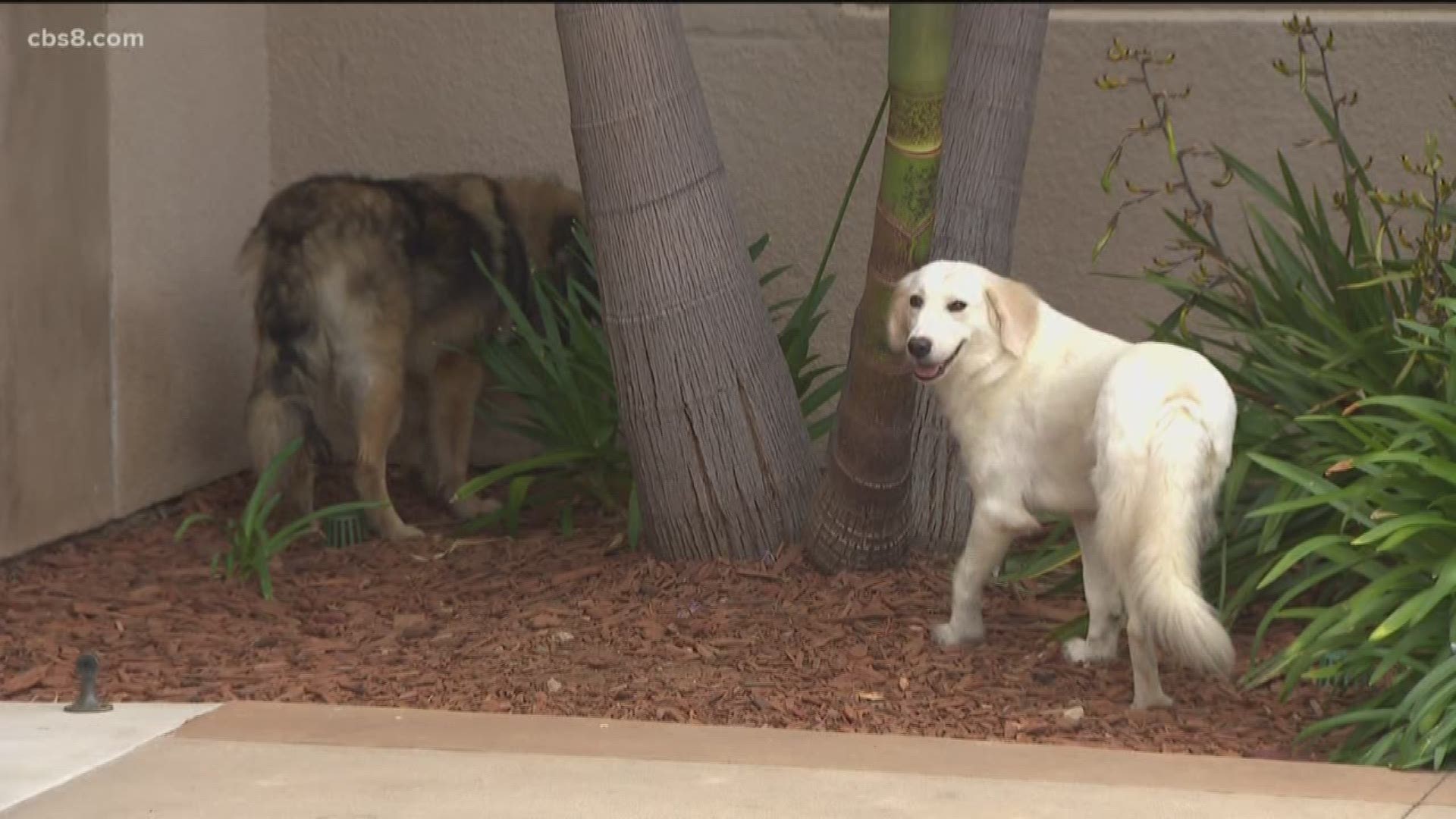 The San Diego Humane Society is getting ready to put two of its newest dogs up for adoption that were rescued last month from Iran.