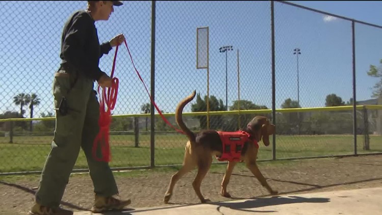 Training with SD Sheriff's first bloodhound Search and Rescue K-9