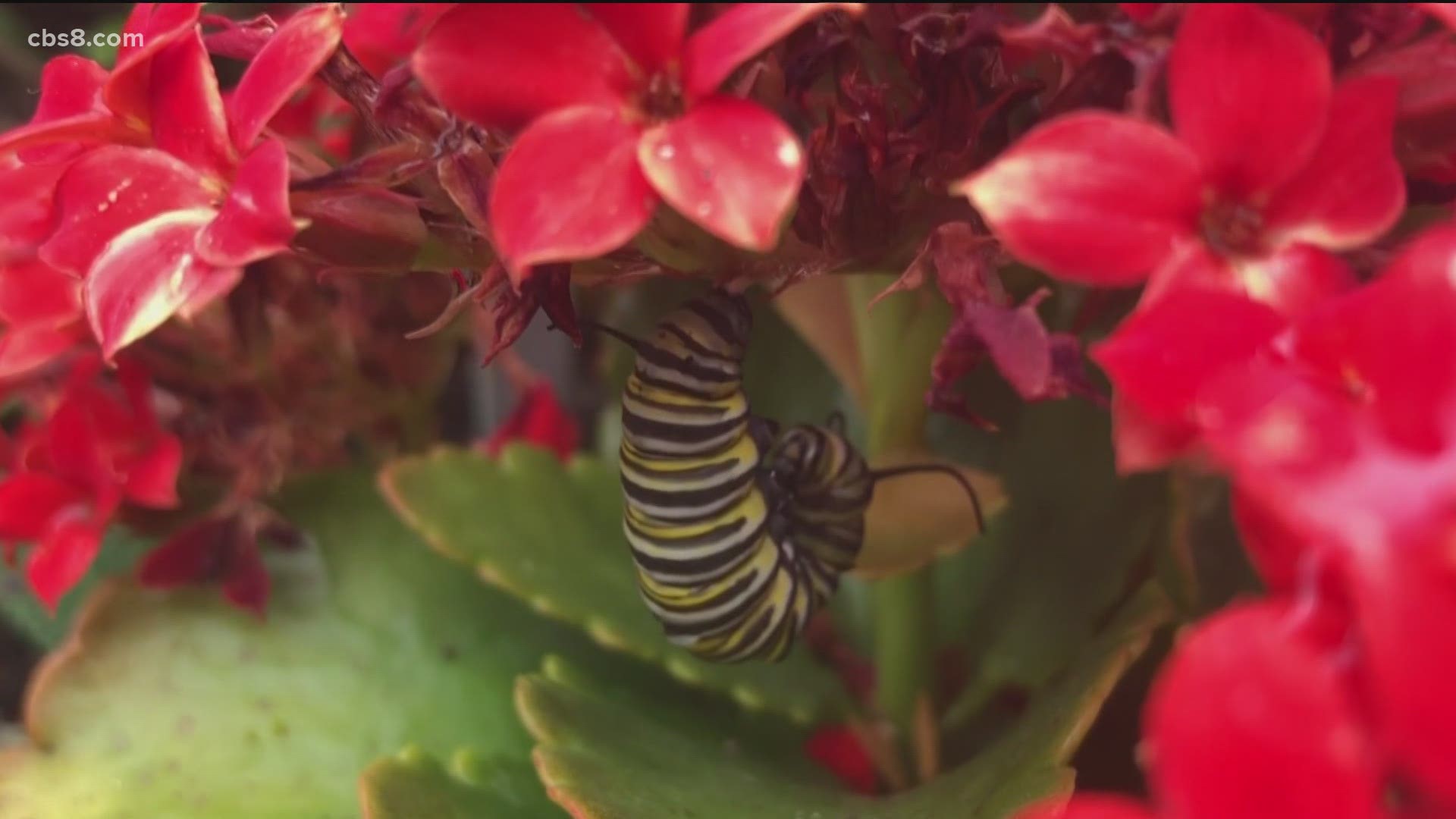 The Four Seasons has planted a butterfly garden right in the middle of the Seasons Restaurant.