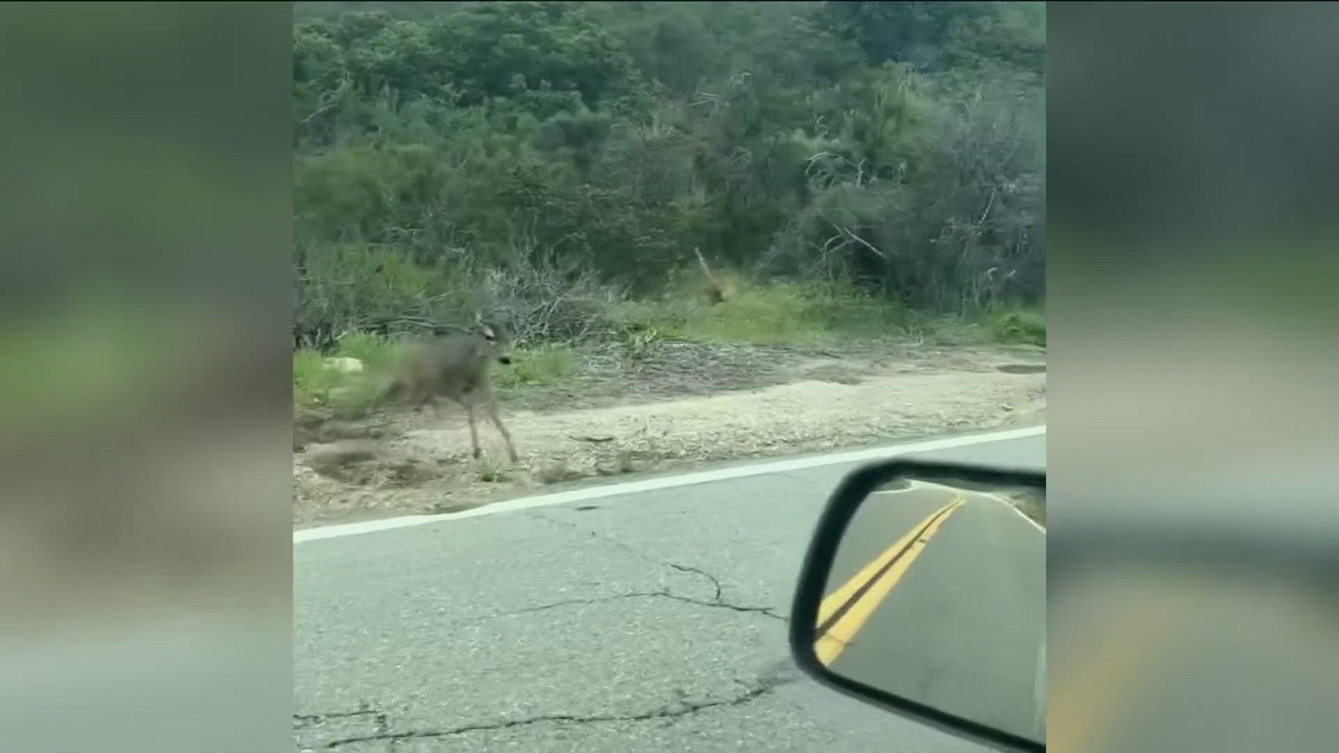 Video captured mountain lion trying to take down a deer.