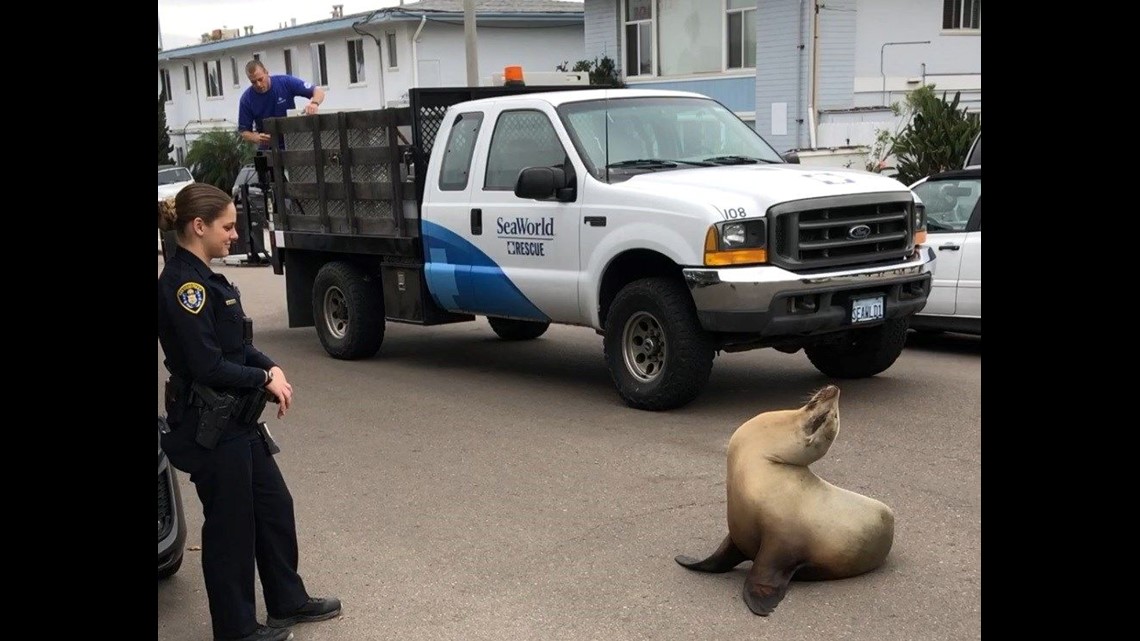 San Diego sea lions — StreetMorrisArt