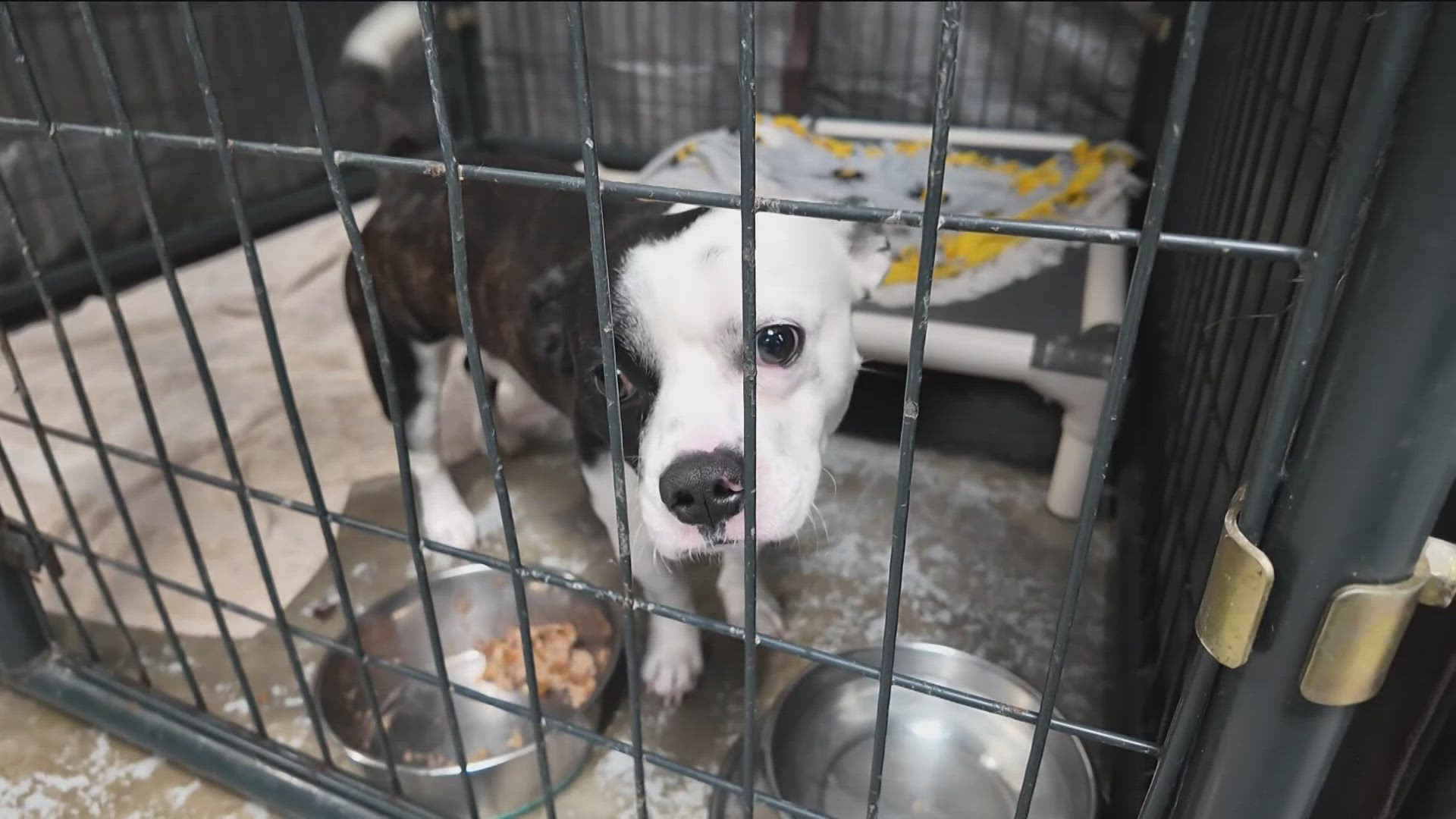 Humane Working Conditions San Diego Humane Society facing overcrowding amid low adoptions | cbs8.com