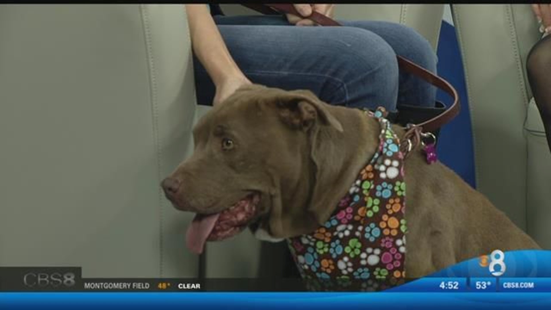 Picture Idea: Chocolate Senior Dog With Rough Past Needs Loving Home