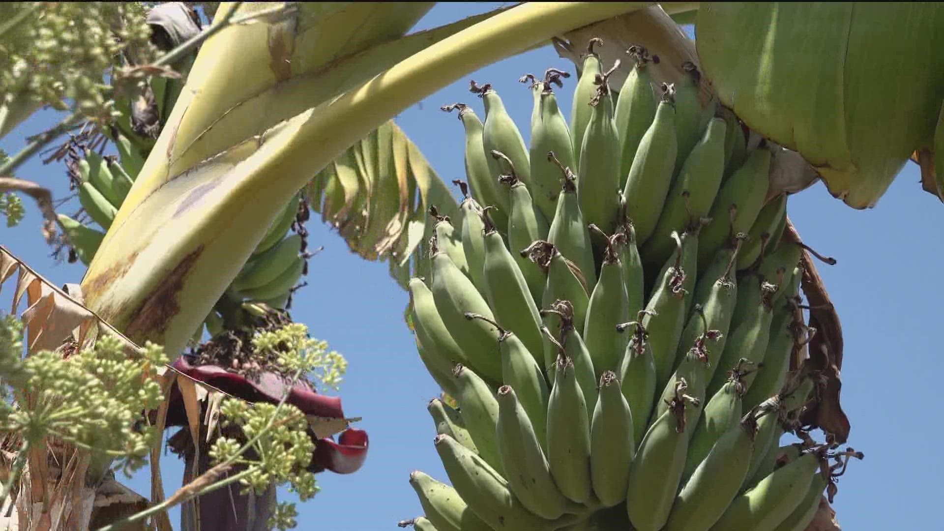 Anyone can be a part of this garden, which runs the gamut of what can be grown in a garden, including tropical bananas!