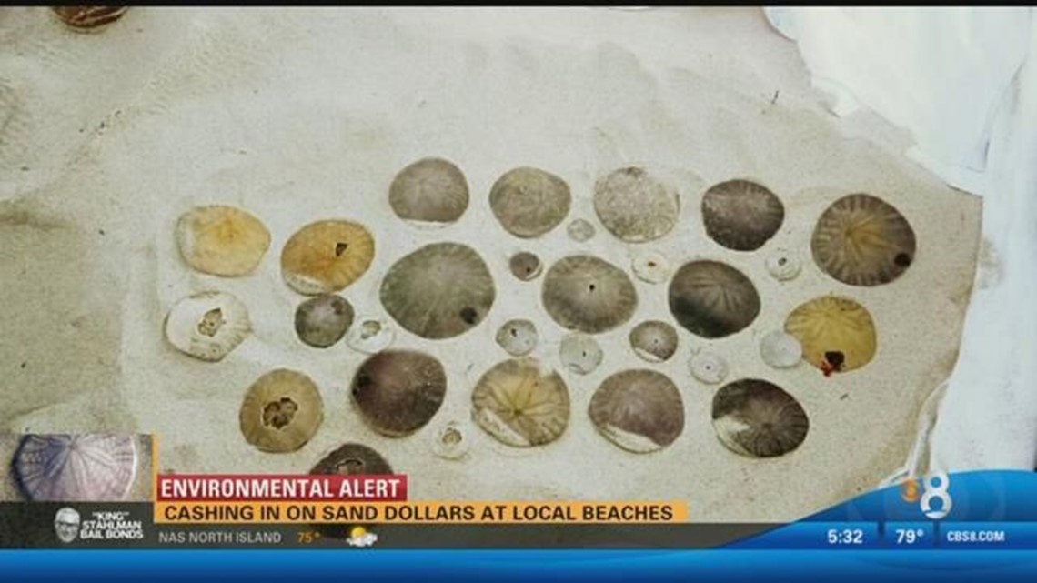 Sand dollars on decline; action taken