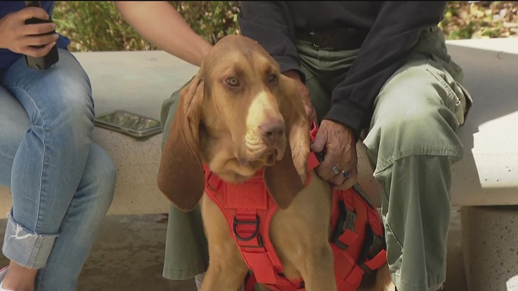 Checking in with SD Sheriff's first bloodhound in Search and Rescue K-9, Albert