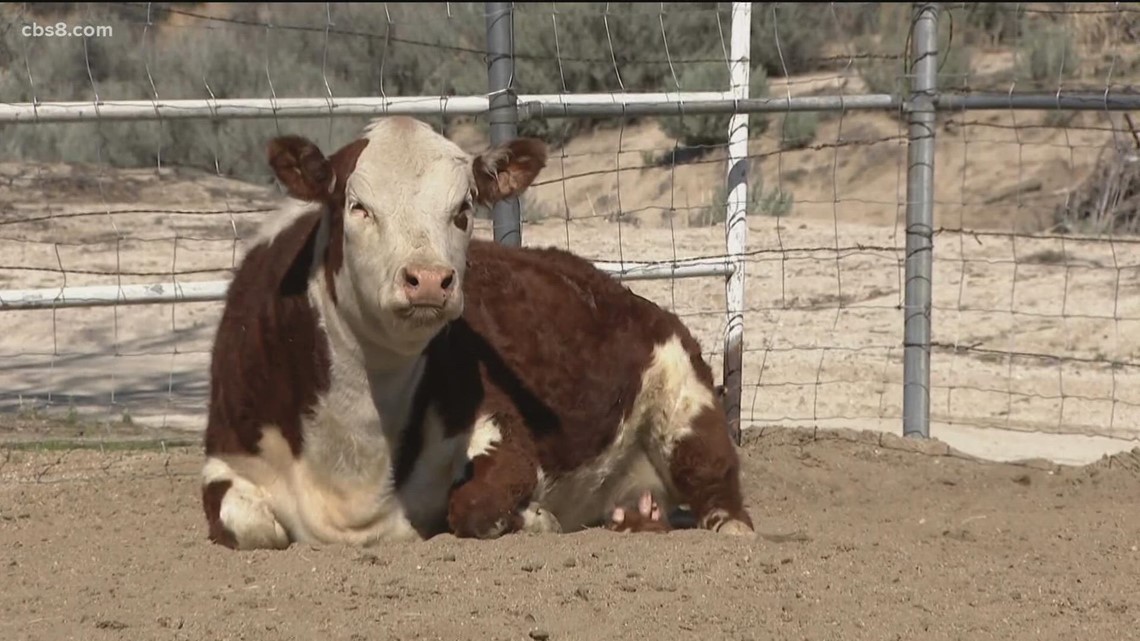 Boulevard Ranch Owner offers 'Cow 101' - Vimarsana News