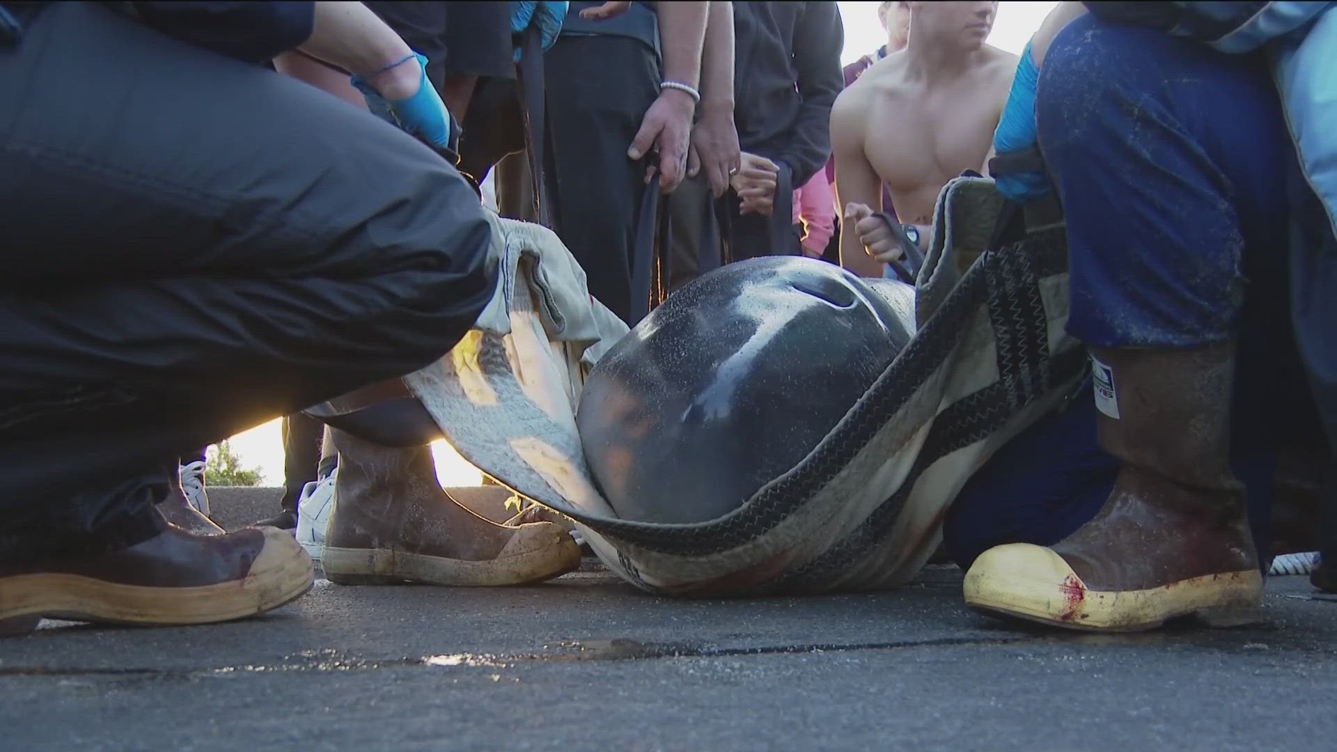 CBS 8 has learned from SeaWorld San Diego that the adult pygmy sperm whale died after it was rescued from a beach in Carlsbad.