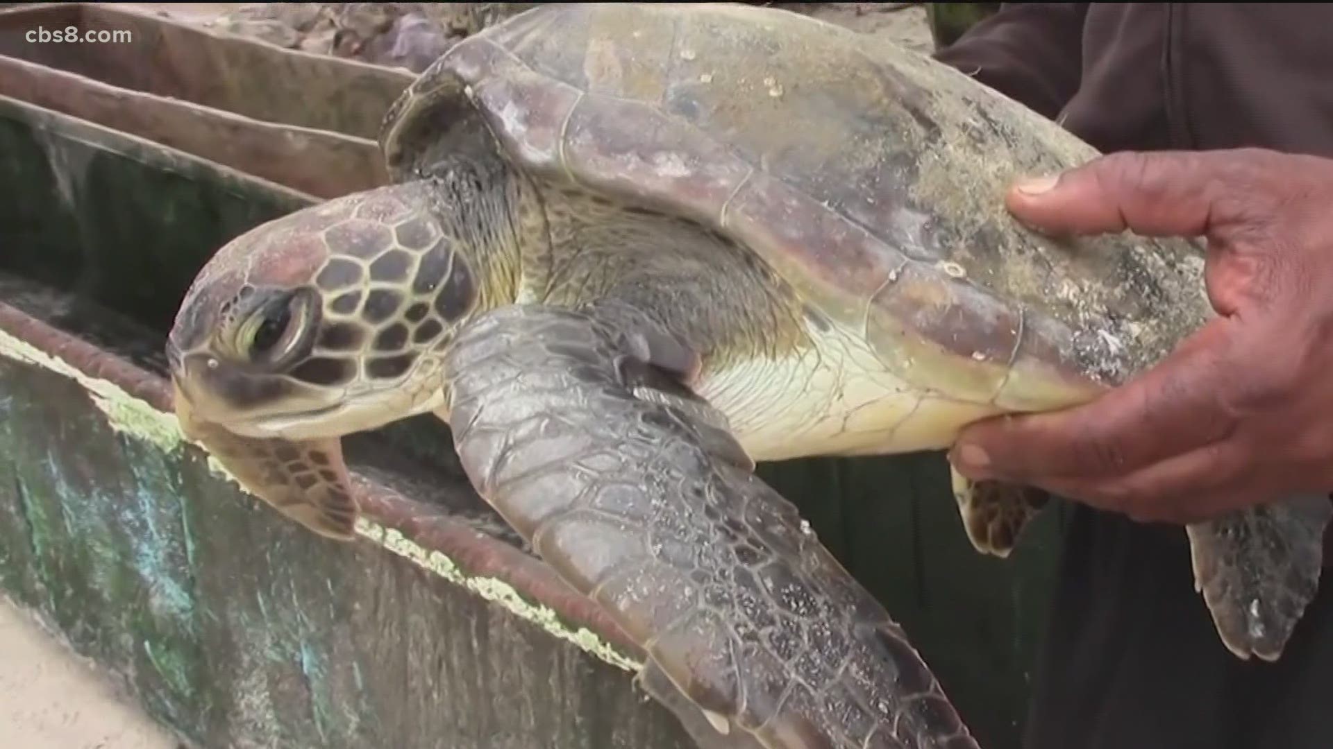 The sea turtle population is thought to be on the rise off the coast of Congo thanks to the creation of new hatcheries by a marine conservation group.