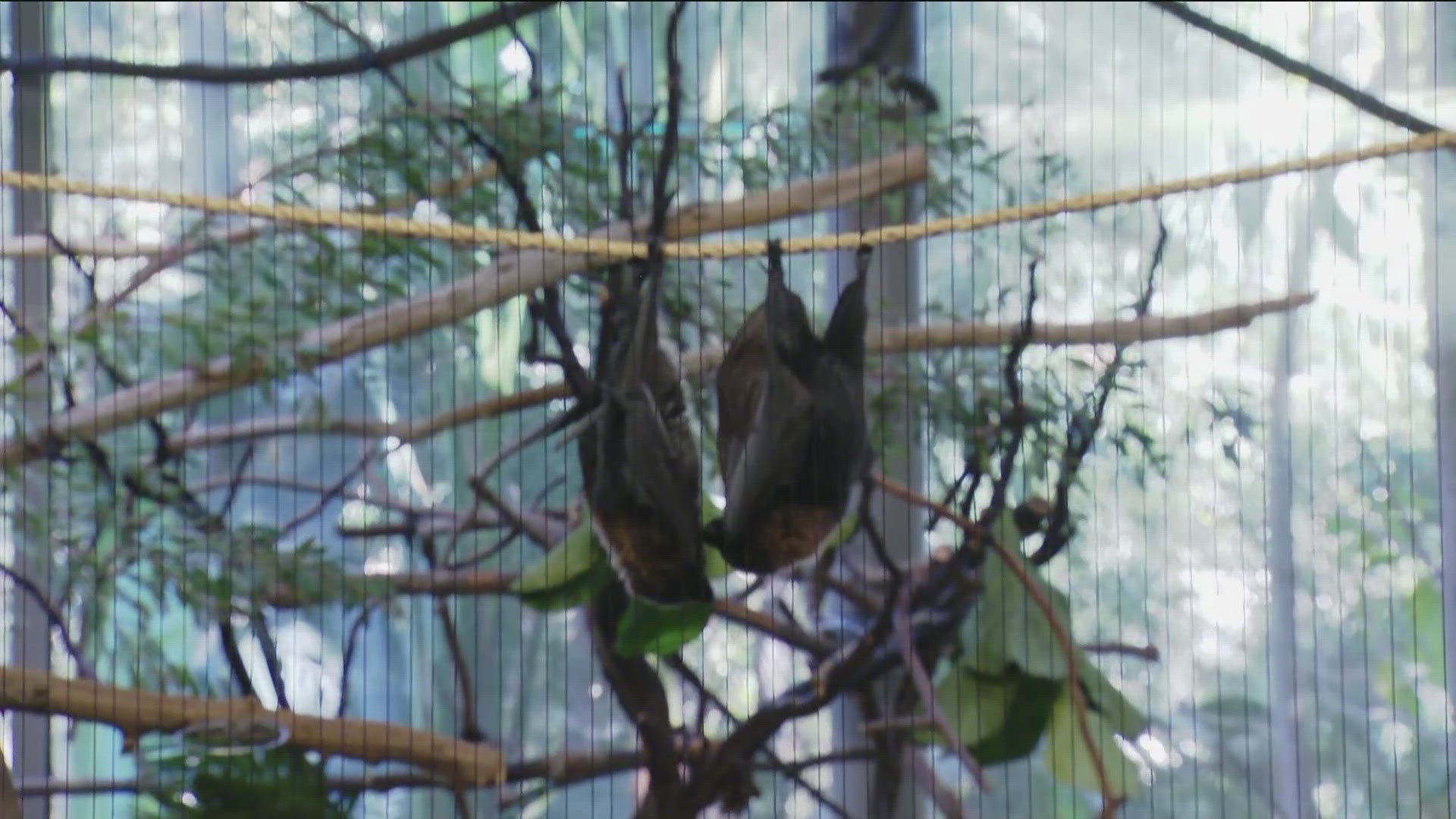 The San Diego Zoo Safari Park is celebrating Bats Appreciation Month just days away from Halloween.