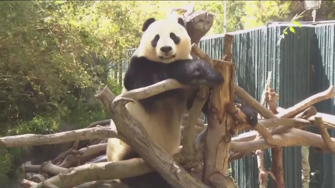 'Pandamonium' in California | Will China's pandas go to San Francisco or San Diego? - Vimarsana News