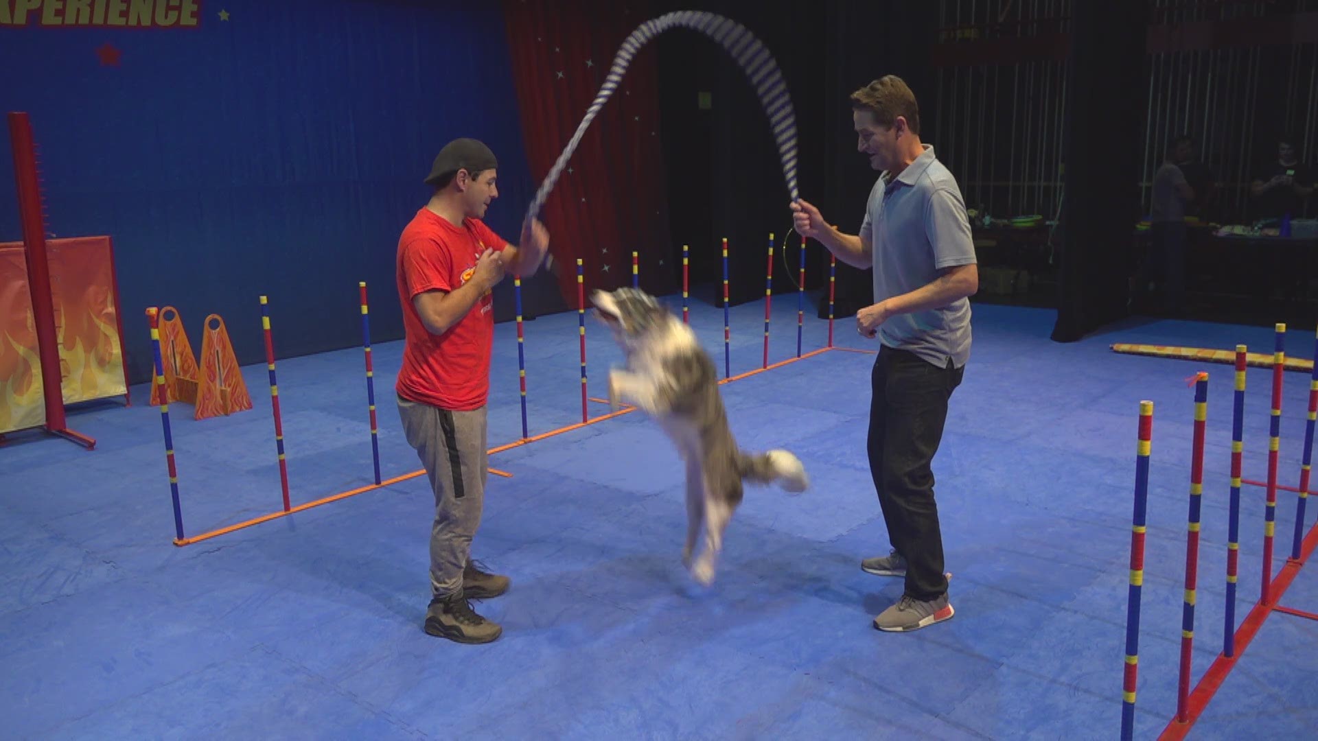 “Paw-tastic” stunt dog show struts its stuff in Escondido