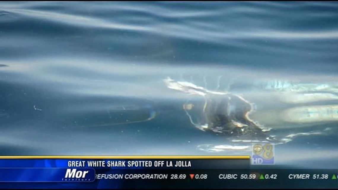 Great white shark spotted off La Jolla | cbs8.com