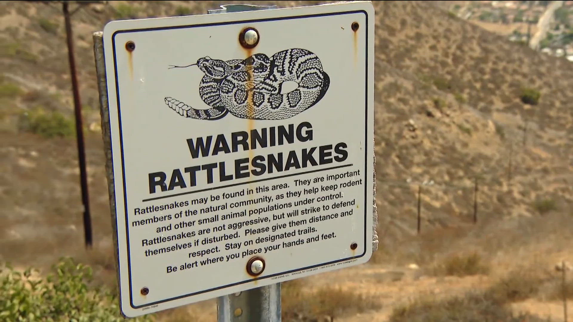 Rattlesnakes are everywhere in San Diego right now — here's what to do
