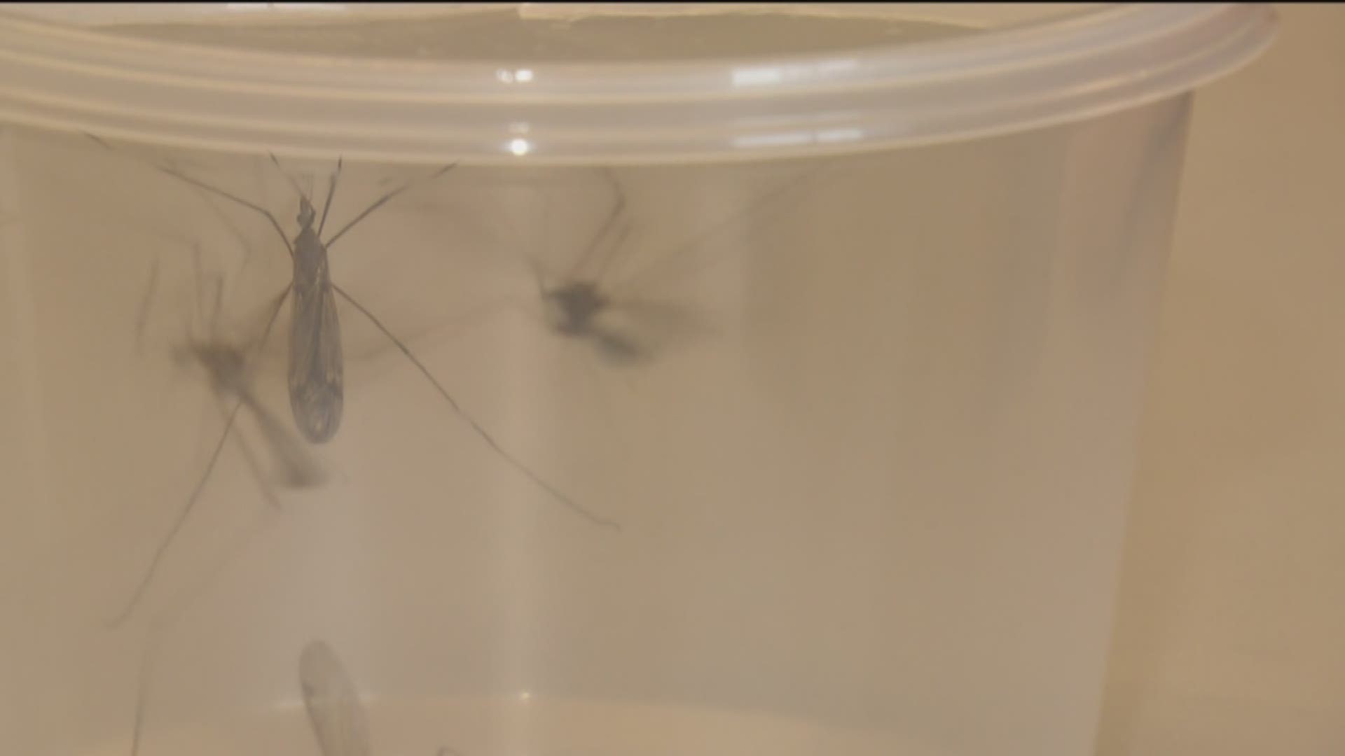 Even though they can freak people out, crane flies are absolutely nothing to be worried about, says Chris Conlan, the County’s supervising vector ecologist.