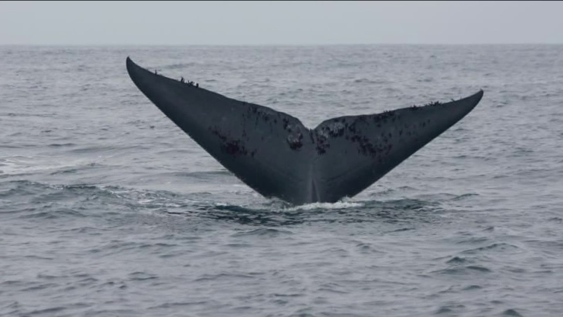As much as people love whales and are diving into this exciting form of eco-tourism, WILDCOAST wants boaters to know it’s important to respect the ways of the whale.