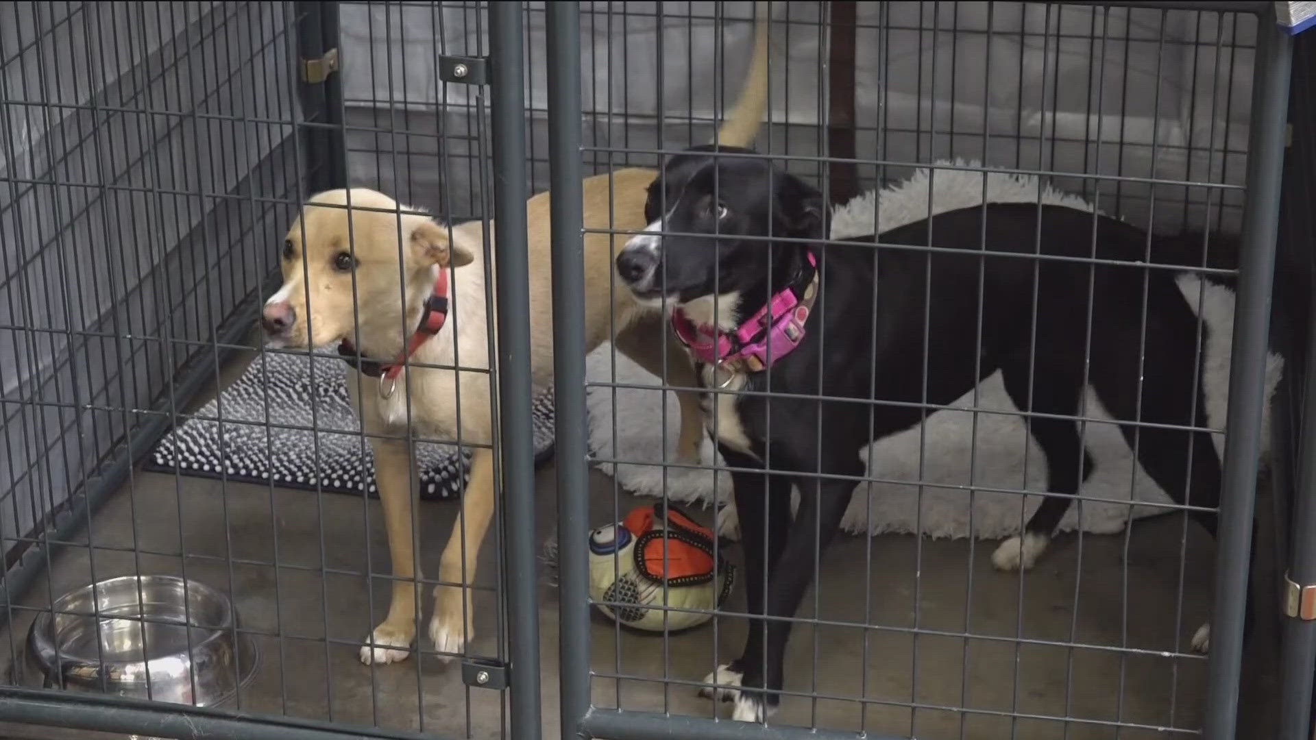 San Diego Humane Society is preparing ahead of the July 4 holiday through free microchipping services, as hundreds of pets run away from home due to fireworks.