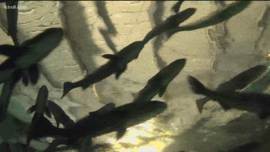 San Diego institute growing White Seabass population off CA coast - Vimarsana News