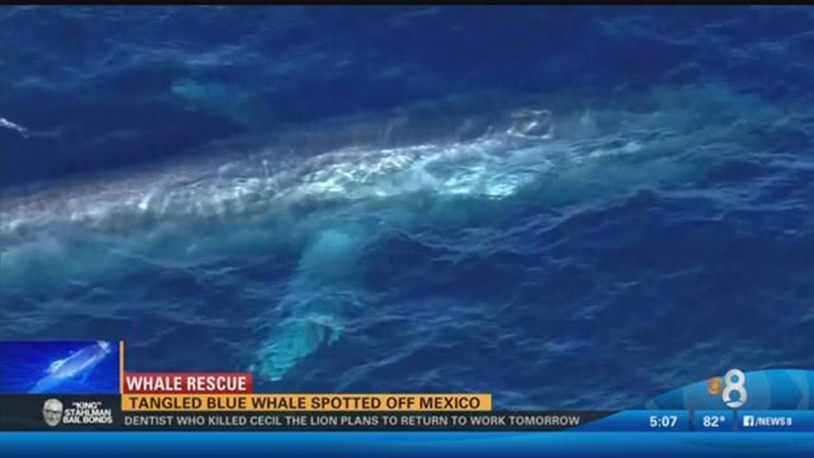 Blue Whale Entangled In Fishing Line Believed Near Mexico 