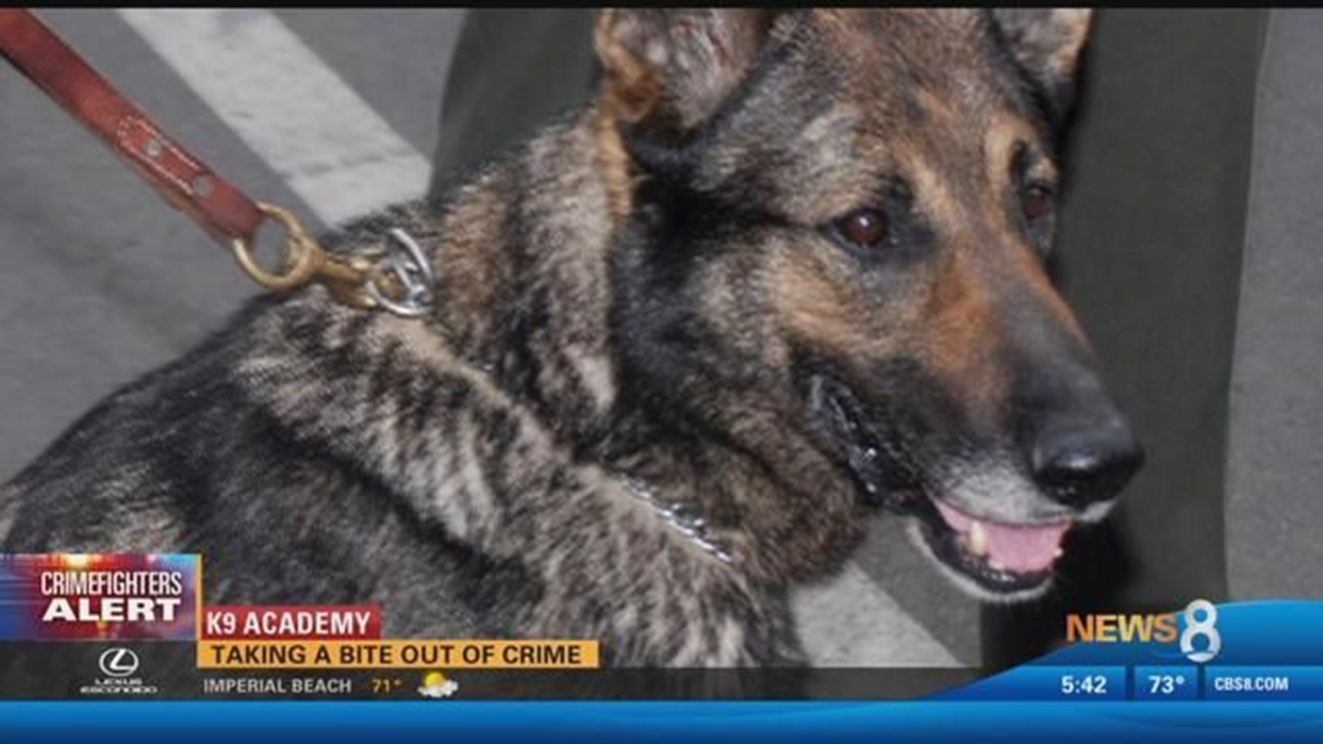 San Diego Sheriff's K-9 Academy: Taking a bite out of crime | cbs8.com