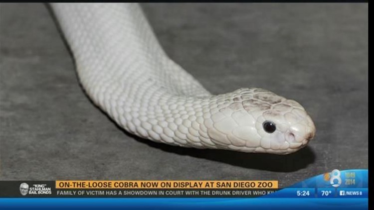 King Cobra  San Diego Zoo