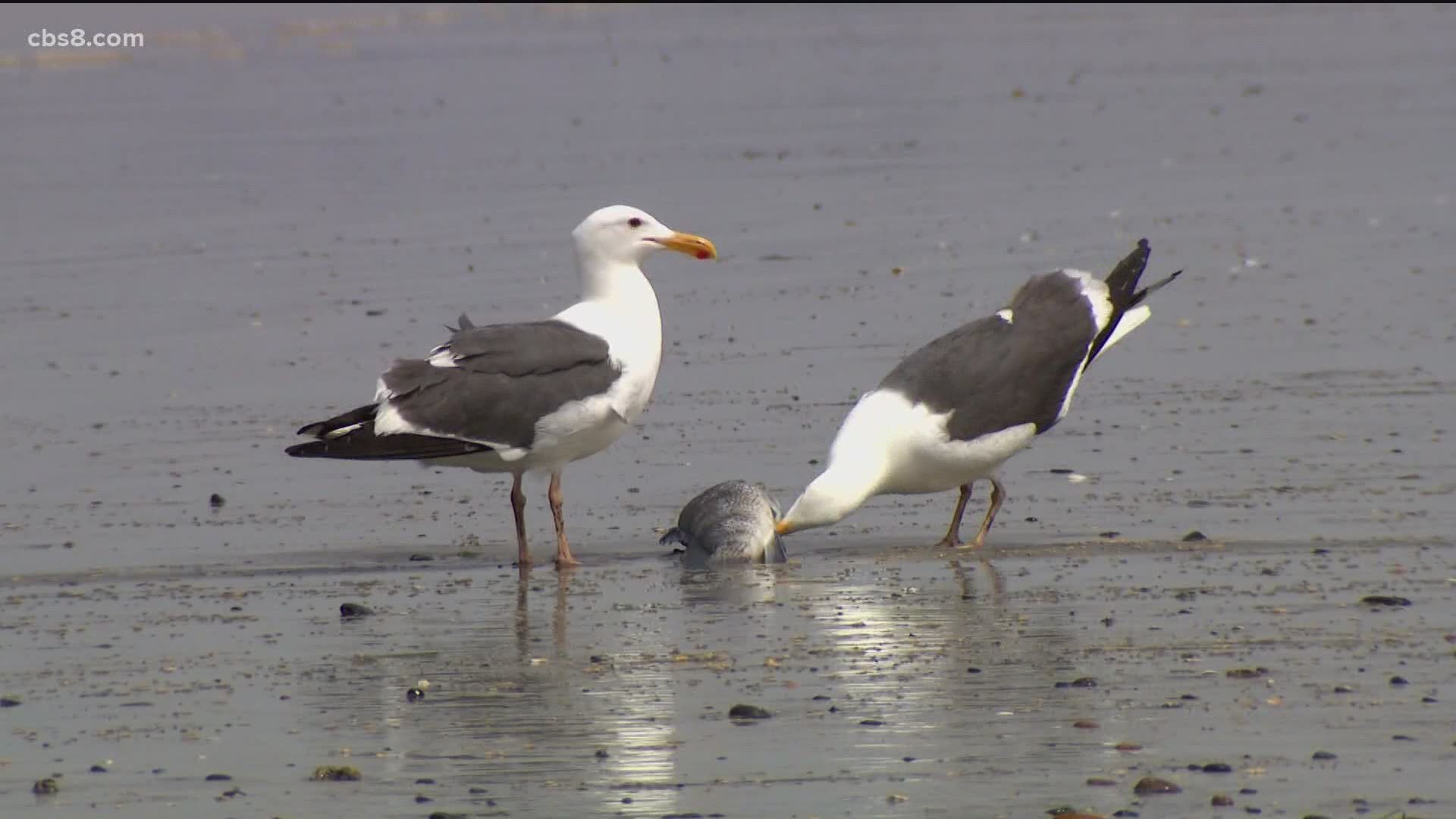 The red tide is sticking around much longer than usual in San Diego County, and now, fishing are dying.