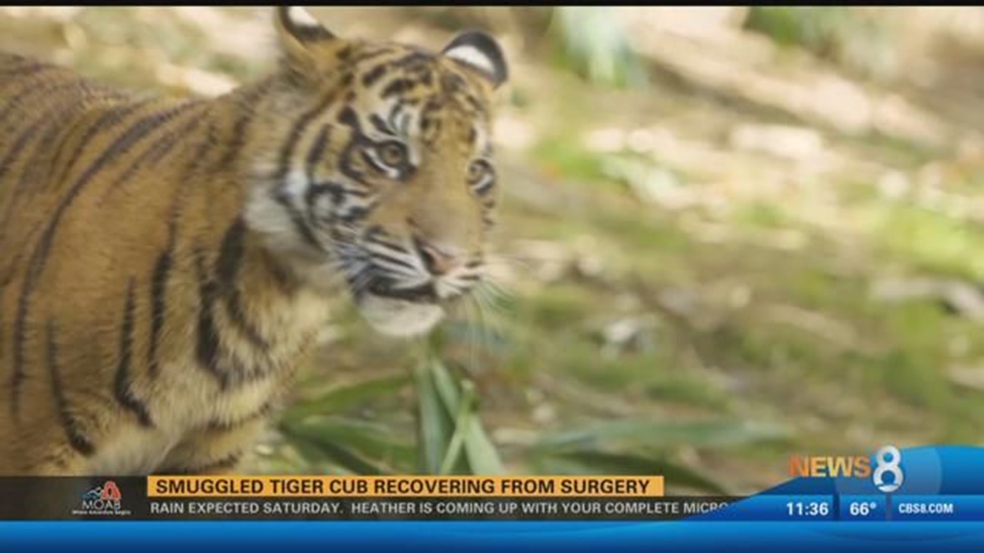 Smuggled Bengal tiger cub recovering from surgery | cbs8.com