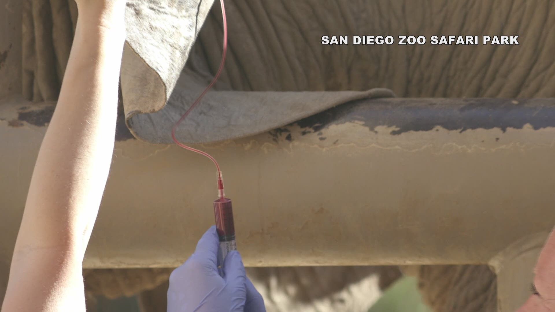 Nobody likes having their blood drawn – not even elephants.