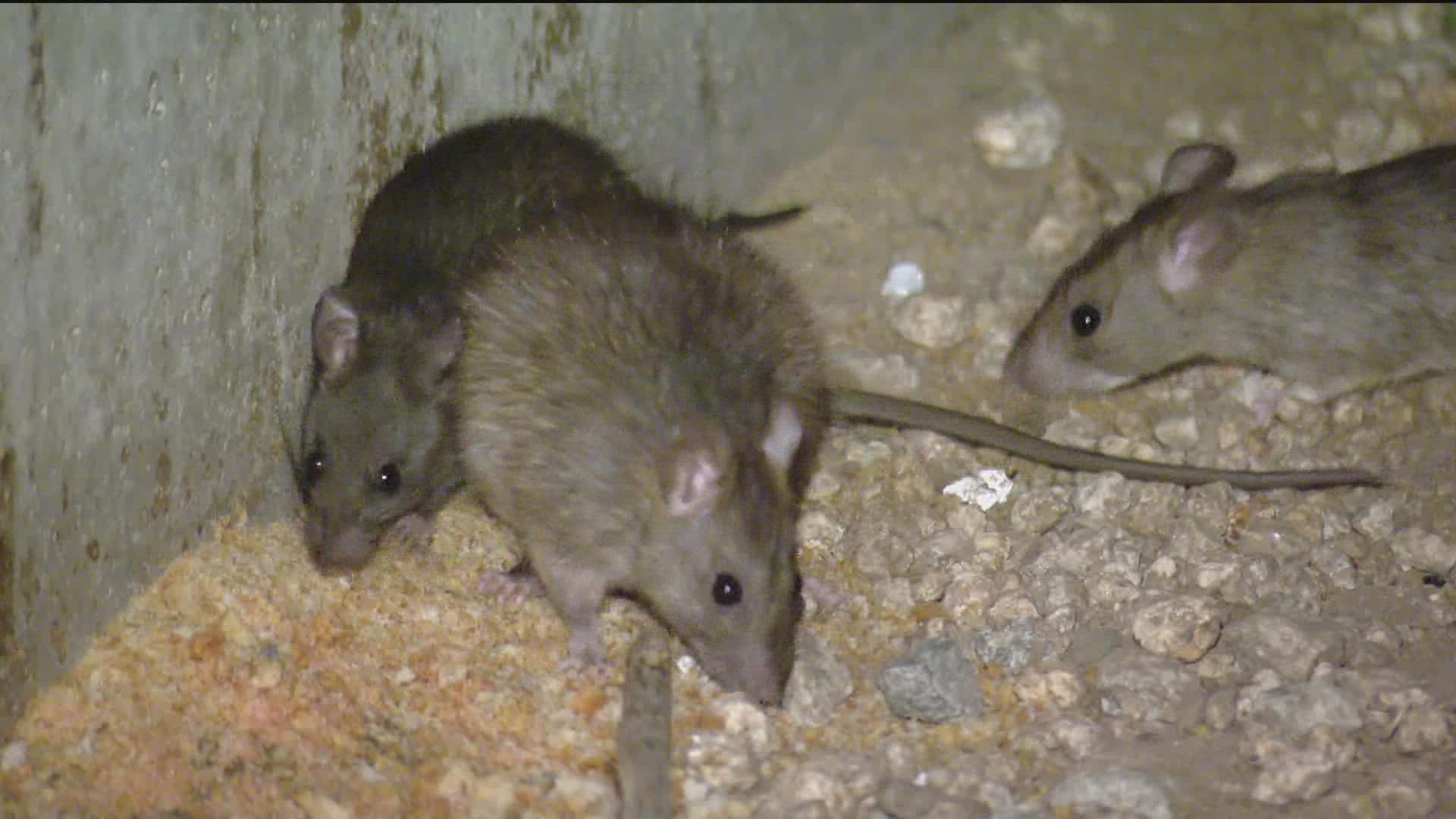 Downtown residents said they've seen a major uptick of rats in recent months.