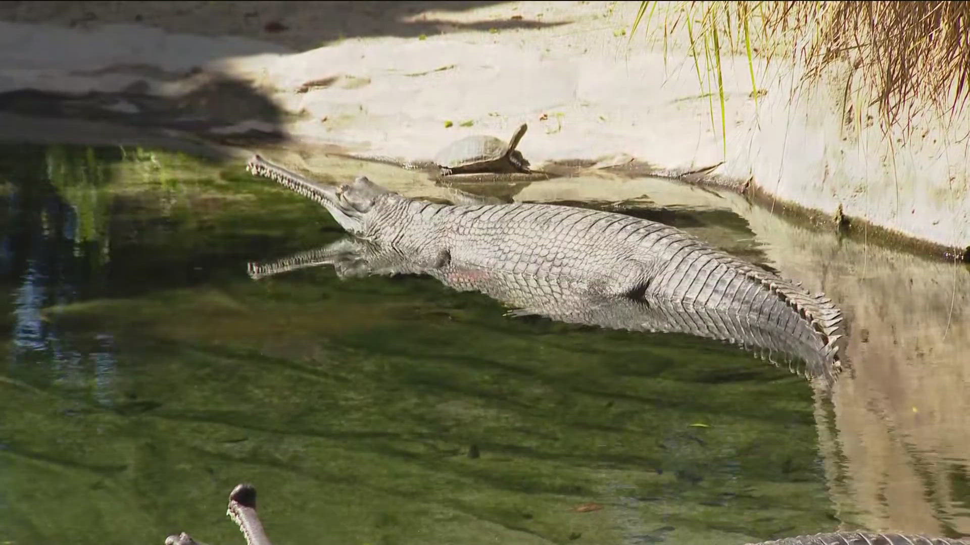 We headed out to the San Diego Zoo Safari Park to meet the gharial.