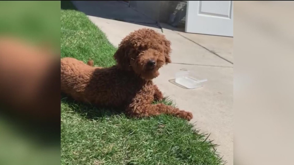 Man accused of stealing Goldendoodle to be arraigned Monday - Vimarsana News