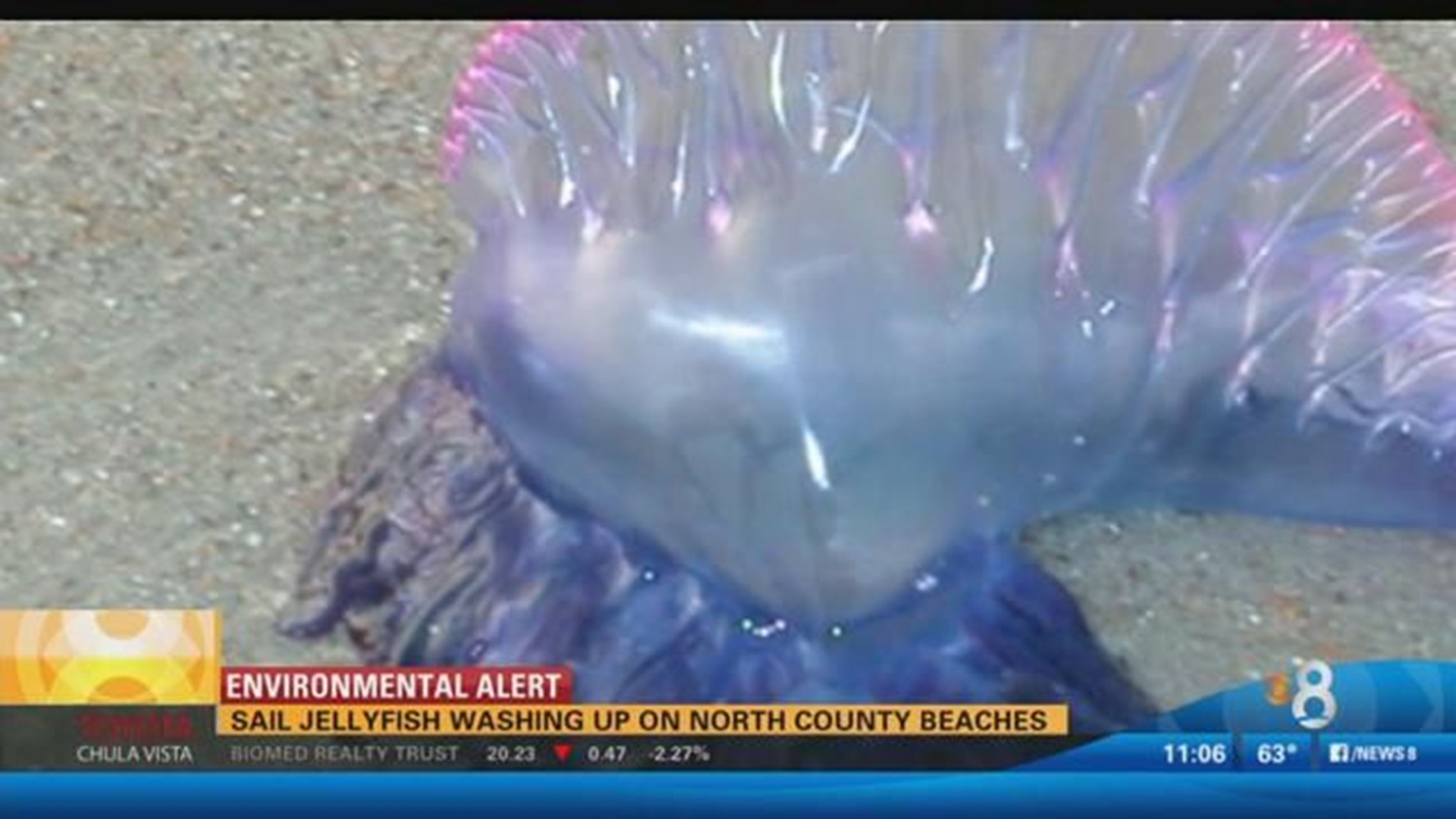 The Blue Button Jellyfish Washing Up on Our Beaches Aren't Jellyfish at All