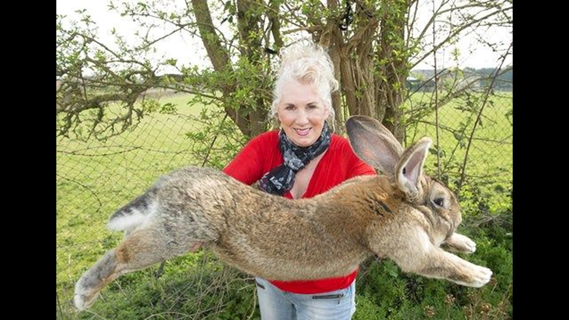 Death of giant rabbit adds to United Airlines woes