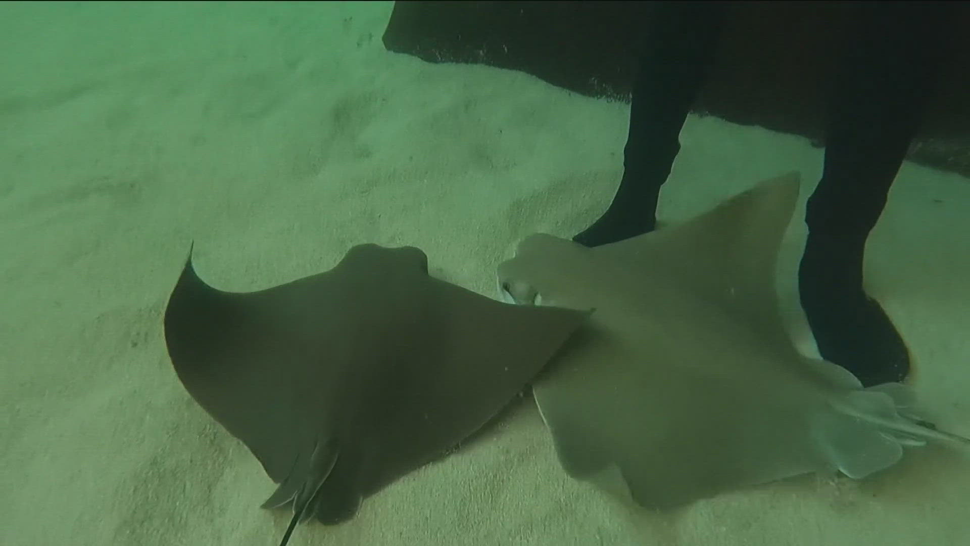 Keep your eyes, and feet, peeled for stingrays this summer. Coronado lifeguards have treated about 10 to 25 stingray injuries a day over the past few weeks.
