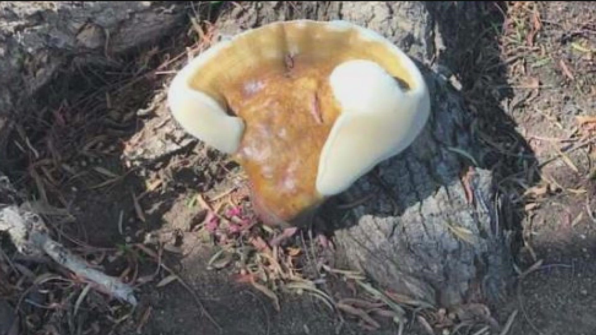 Here's what the mysterious mushroom in San Diego are | cbs8.com