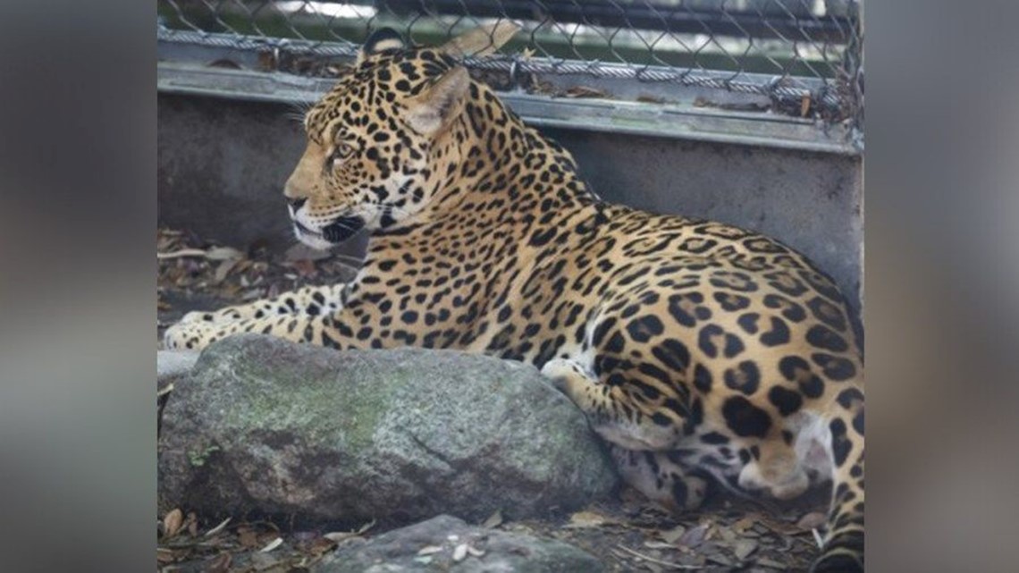 Jaguar Attack: 'He was doing what jaguars do' | cbs8.com