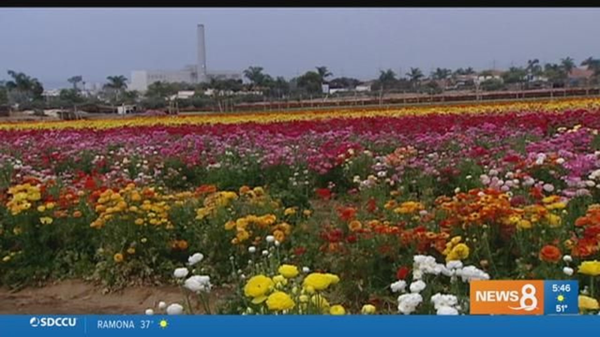 The Flower Fields are in bloom in Carlsbad